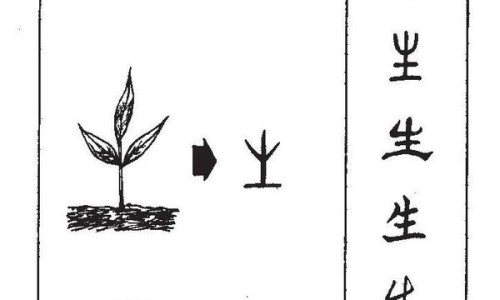中药柿叶的副作用与禁忌-中药柿叶的副作用网 - 网站提供中药柿叶的副作用与禁忌小常识、中药柿叶的功效